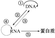 如图表示生物体内遗传信息的传递过程。请据图回答:(1)①过程需要的原料是______,模板是亲代DNA的_______条链。(2)②过程表示__ 如图表示生物体内遗传信息的传递过程。请据图回答:(1)①过程需要的原料是______,模板是亲代DNA的_______条链。(2)②过程表示__