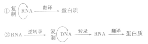 如图为某种哺乳动物细胞中部分生理过程示意图，请据图回答下列问题。(1)写出图中①、②过程的名称：①_______________