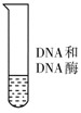 肺炎双球菌转化实验中,在培养有R型细菌的A、B、C、D四支试管中,依次分别加入从S型活细菌中提取的DNA、DNA和DNA酶、蛋白质、多糖(如下图所示 肺炎双球菌转化实验中,在培养有R型细菌的A、B、C、D四支试管中,依次分别加入从S型活细菌中提取的DNA、DNA和DNA酶、蛋白质、多糖(如下图所示