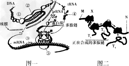 如图为蛋白质的合成过程示意图,请据图回答有关问题。(1)图一中发生在细胞核中的过程是________,该过程中解旋酶破坏的是__ 如图为蛋白质的合成过程示意图,请据图回答有关问题。(1)图一中发生在细胞核中的过程是________,该过程中解旋酶破坏的是__