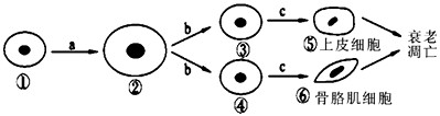 下图为人体细胞的分裂、分化、衰老和调亡过程的示意图,图中①~⑥为各个时期的细胞,a~c表示细胞所进行的生理过程。据图分析,下列叙述正确的是 下图为人体细胞的分裂、分化、衰老和调亡过程的示意图,图中①~⑥为各个时期的细胞,a~c表示细胞所进行的生理过程。据图分析,下列叙述正确的是