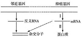 美国某研究小组发现染色体上与抑癌基因邻近的基因能指导合成反义RNA,反义RNA可以与抑癌基因转录形成的mRNA形成杂交分子,从而阻断抑癌基因的表达,使细胞 美国某研究小组发现染色体上与抑癌基因邻近的基因能指导合成反义RNA,反义RNA可以与抑癌基因转录形成的mRNA形成杂交分子,从而阻断抑癌基因的表达,使细胞