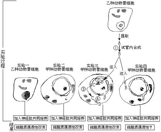 下图表示“神经肽与细胞膜通透性关系”的实验过程和部分结果。请据图回答。(1)实验一的结果说明乙种动物胃细胞膜上具有与神经肽结合为 下图表示“神经肽与细胞膜通透性关系”的实验过程和部分结果。请据图回答。(1)实验一的结果说明乙种动物胃细胞膜上具有与神经肽结合为