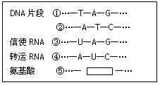 如图表示DNA(基因)控制蛋白质的过程,分析回答:(1)图中标出的碱基符号,对应________种核苷酸。(2)DNA双链中,_________ 如图表示DNA(基因)控制蛋白质的过程,分析回答:(1)图中标出的碱基符号,对应________种核苷酸。(2)DNA双链中,_________