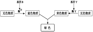 某种鸟的羽色受两对相互独立的等位基因控制。基因B控制蓝色物质的合成,基因Y控制黄色物质的合成,bbyy个体显白色,其遗传机理如下图所示。请据图回答: 某种鸟的羽色受两对相互独立的等位基因控制。基因B控制蓝色物质的合成,基因Y控制黄色物质的合成,bbyy个体显白色,其遗传机理如下图所示。请据图回答: