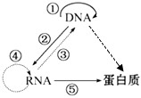 如图表示生物体内遗传信息的传递过程。请据图回答:(1)①过程需要的原料是______,模板是亲代DNA的_______条链。(2)②过程表示__ 如图表示生物体内遗传信息的传递过程。请据图回答:(1)①过程需要的原料是______,模板是亲代DNA的_______条链。(2)②过程表示__