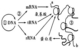 下图①②③表示了真核细胞中遗传信息的传递方向,请据图回答下列问题:(1)科学家克里克将图中①②③所示的遗传信息的传递过程命名为_____。过程① 下图①②③表示了真核细胞中遗传信息的传递方向,请据图回答下列问题:(1)科学家克里克将图中①②③所示的遗传信息的传递过程命名为_____。过程①
