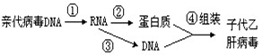 乙肝病毒是一种约由3200个脱氧核苷酸组成的双链DNA病毒,这种病毒的复制方式较为特殊,简要过程如图所示。(1)图中①③表示的生理过程在遗传学上 乙肝病毒是一种约由3200个脱氧核苷酸组成的双链DNA病毒,这种病毒的复制方式较为特殊,简要过程如图所示。(1)图中①③表示的生理过程在遗传学上
