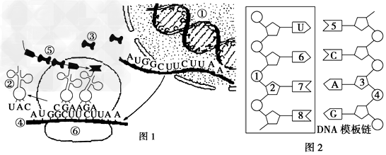 下图表示细胞内遗传信息表达的过程,根据所学的生物学知识回答:(1)图2中方框内所示结构是_____的一部分,它主要在______ 下图表示细胞内遗传信息表达的过程,根据所学的生物学知识回答:(1)图2中方框内所示结构是_____的一部分,它主要在______