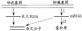 某研究小组发现染色体上抑癌基因邻近的基因能指导合成反义RNA,反义RNA可以与抑癌基因转录形成的mRNA形成杂交分子,从而阻断抑癌基因的表达,使细胞易于癌 某研究小组发现染色体上抑癌基因邻近的基因能指导合成反义RNA,反义RNA可以与抑癌基因转录形成的mRNA形成杂交分子,从而阻断抑癌基因的表达,使细胞易于癌