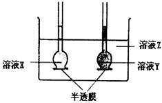 如下图所示,溶液X中含有绿色染料,溶液Y中含有红色染料,溶液Z中含有蓝色染料。实验开始时,两只漏斗中溶液的液面高度一样。10min后观察到的结果:溶液X液 如下图所示,溶液X中含有绿色染料,溶液Y中含有红色染料,溶液Z中含有蓝色染料。实验开始时,两只漏斗中溶液的液面高度一样。10min后观察到的结果:溶液X液