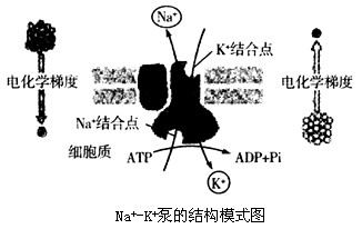 Na+―K+泵是一种常见的ATP驱动泵(如图所示),是在动物细胞的能量系统中起主要作用的载体,也是能催化ATP水解的酶。这种泵每消耗1分子的ATP,就逆浓 Na+―K+泵是一种常见的ATP驱动泵(如图所示),是在动物细胞的能量系统中起主要作用的载体,也是能催化ATP水解的酶。这种泵每消耗1分子的ATP,就逆浓