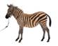 Which animal comes from China?A.B.C.D. Which animal comes from China?A.B.C.D.