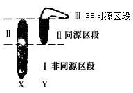 已知果蝇红眼对白跟完全显性,控制基因位于X染色体的Ⅰ区段;刚毛对截毛完全显性,控制基因位于X和Y的Ⅱ区段上。二种突变型都是隐性性状。下列分析正确的是 已知果蝇红眼对白跟完全显性,控制基因位于X染色体的Ⅰ区段;刚毛对截毛完全显性,控制基因位于X和Y的Ⅱ区段上。二种突变型都是隐性性状。下列分析正确的是