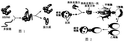 热休克蛋白(HSP)是细胞和机体受到高温侵袭或生存威胁时,合成量迅速增加的一类蛋白质(如HSP60、HSP90等),它们具有多种功能。请回答: 热休克蛋白(HSP)是细胞和机体受到高温侵袭或生存威胁时,合成量迅速增加的一类蛋白质(如HSP60、HSP90等),它们具有多种功能。请回答: