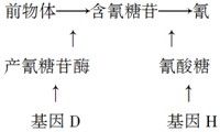在牧草中,白花三叶草有两个稳定遗传的品种,叶片内含氰(HCN)的和不含氰的。现已研究查明,白花三叶草听片内的氰化物是经下列生化途径产生的: 在牧草中,白花三叶草有两个稳定遗传的品种,叶片内含氰(HCN)的和不含氰的。现已研究查明,白花三叶草听片内的氰化物是经下列生化途径产生的: