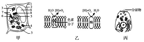 甲图为某植物细胞的亚显微结构模式图;乙图为甲中的两种膜结构,以及发生的生化反应;丙图为某高等动物分泌细胞。请据图回答。(1)假设 甲图为某植物细胞的亚显微结构模式图;乙图为甲中的两种膜结构,以及发生的生化反应;丙图为某高等动物分泌细胞。请据图回答。(1)假设