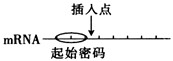 遗传密码的破译是生物学史上一个伟大的里程碑,第一个被科学家破译的密码子是苯丙氨酸(UUU)。请回答:(1)1959年,科学家用人工合成的只含U的mRNA为 遗传密码的破译是生物学史上一个伟大的里程碑,第一个被科学家破译的密码子是苯丙氨酸(UUU)。请回答:(1)1959年,科学家用人工合成的只含U的mRNA为