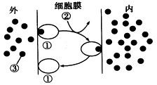 下图所示为某种物质运输的过程图解,请分析回答:(1)图示物质运输的方式是___________,判断的依据是__________ 下图所示为某种物质运输的过程图解,请分析回答:(1)图示物质运输的方式是___________,判断的依据是__________