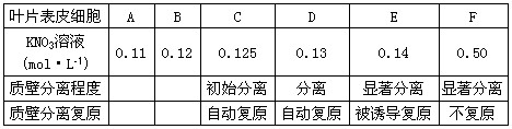将紫色万年青的叶片表皮细胞放在某一浓度的蔗糖溶液中,制成装片,在显微镜下观察到有下列三种状态的细胞,请回答:(1)图B或C细胞处于何种生理状态? 将紫色万年青的叶片表皮细胞放在某一浓度的蔗糖溶液中,制成装片,在显微镜下观察到有下列三种状态的细胞,请回答:(1)图B或C细胞处于何种生理状态?