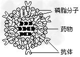 运用“人工膜技术”制作的携有单克隆抗体的磷脂微球体药物如图所示。当药物被注射到实验鼠血液中一段时间后,首先在某种癌细胞内检测到药物已经进入。据此认为 运用“人工膜技术”制作的携有单克隆抗体的磷脂微球体药物如图所示。当药物被注射到实验鼠血液中一段时间后,首先在某种癌细胞内检测到药物已经进入。据此认为