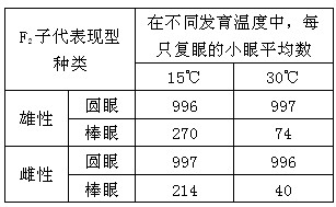 有一种果蝇突变性状(由单一基因突变引起)称为棒眼。正常、圆眼果蝇其复眼差不多由1000个小眼组成。棒眼果蝇个体的小眼数目大大减少,并成狭窄而垂直条状 有一种果蝇突变性状(由单一基因突变引起)称为棒眼。正常、圆眼果蝇其复眼差不多由1000个小眼组成。棒眼果蝇个体的小眼数目大大减少,并成狭窄而垂直条状