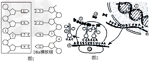下图表示细胞内遗传信息表达的过程,根据所学的生物学知识回答下列问题:(1)图1中方框内所示结构是____的一部分,它在_____ 下图表示细胞内遗传信息表达的过程,根据所学的生物学知识回答下列问题:(1)图1中方框内所示结构是____的一部分,它在_____
