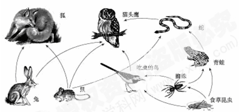 下图列出了在一个森林生态系统中的几种动物以及它们之间吃与被吃的关系,请你思考后回答问题:图中蜘蛛、食草昆虫与其它动物可分成两大类,这种分类的依据是____ 下图列出了在一个森林生态系统中的几种动物以及它们之间吃与被吃的关系,请你思考后回答问题:图中蜘蛛、食草昆虫与其它动物可分成两大类,这种分类的依据是____