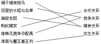 将生物现象与其所表现出来的关系用线连起来。狮子捕食斑马 田里的水稻与杂草合作关系猫捉老鼠竞争关系 将生物现象与其所表现出来的关系用线连起来。狮子捕食斑马 田里的水稻与杂草合作关系猫捉老鼠竞争关系