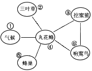 丸花蜂的生存与许多因素有关,请参考以下资料回答问题。 资料1:丸花蜂,又称熊蜂,在土表或土洞内营巢,过群居生活。它们以植物的花粉和花蜜为食物,并帮助植物传 丸花蜂的生存与许多因素有关,请参考以下资料回答问题。 资料1:丸花蜂,又称熊蜂,在土表或土洞内营巢,过群居生活。它们以植物的花粉和花蜜为食物,并帮助植物传