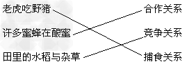 请将左右两列中相关联的内容用线段连接在一起 老虎吃野猪 合作关系 许多蜜蜂在酿蜜 竞争关系 田里的水 请将左右两列中相关联的内容用线段连接在一起 老虎吃野猪 合作关系 许多蜜蜂在酿蜜 竞争关系 田里的水