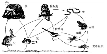 下图是某草原生态系统的食物网:次食物链共有条食物链。在这个食物网中,生产这是,草食动物有、和。生产者和消费者主要是什么关系?和的关系。这 下图是某草原生态系统的食物网:次食物链共有条食物链。在这个食物网中,生产这是,草食动物有、和。生产者和消费者主要是什么关系?和的关系。这