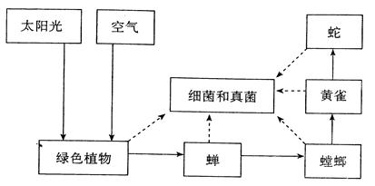 下图为一个生态系统,请根据图回答下列问题。图中太阳光、空气属于生态系统的部分。“螳螂捕蝉,黄雀在后”表达了食物链中部分生物的吃与被吃的食物 下图为一个生态系统,请根据图回答下列问题。图中太阳光、空气属于生态系统的部分。“螳螂捕蝉,黄雀在后”表达了食物链中部分生物的吃与被吃的食物