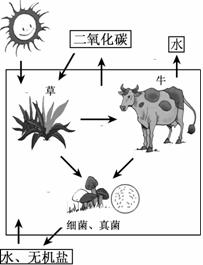 右图是生态系统各成分的关系示意图,请据图回答问题:在这个生态系统中,生产者是,消费者是,而细菌和真菌被称为生态系统中的。属于非生物部分的是。 右图是生态系统各成分的关系示意图,请据图回答问题:在这个生态系统中,生产者是,消费者是,而细菌和真菌被称为生态系统中的。属于非生物部分的是。