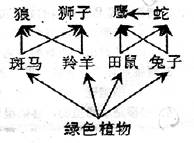 右图为某草原生态系统各生物之间的相互关系,据题意回答:(8分)(1)图中各生物间通过______________关系构成多条食物链,请你认真数清:图中有____ 右图为某草原生态系统各生物之间的相互关系,据题意回答:(8分)(1)图中各生物间通过______________关系构成多条食物链,请你认真数清:图中有____