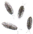 某生物兴趣小组的同学在校园里浇花时发现了几只潮虫,如图所示.他们对潮虫的生活环境发生了兴趣,便一起去寻找探索,记录各处发现潮虫的数据如下表.通过分析可知 魔方格