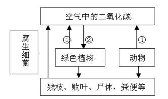 下图描述了细菌在自然界中的作用,请认真识图分析回答:⑴从图中可以看出,腐生细菌能使动、植物的遗体不断地__________、___________,最终使它们消 下图描述了细菌在自然界中的作用,请认真识图分析回答:⑴从图中可以看出,腐生细菌能使动、植物的遗体不断地__________、___________,最终使它们消