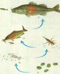 某生态系统中生存的生物,体内存留的有机物汞如下表,由这些生物组成的食物链是生物体ABCDE有机汞残留量0.0780.5640.35A.D→B→C→E→A B 某生态系统中生存的生物,体内存留的有机物汞如下表,由这些生物组成的食物链是生物体ABCDE有机汞残留量0.0780.5640.35A.D→B→C→E→A B