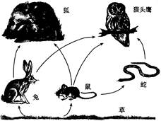 如图,是某生态系统示意图,请据图回答:(1)该生态系统中的生产者是。(2)该生态系统中有条食物链.(3)图中兔与譍的关系是,生态系统之所以能够保持相对稳定,是因 如图,是某生态系统示意图,请据图回答:(1)该生态系统中的生产者是。(2)该生态系统中有条食物链.(3)图中兔与譍的关系是,生态系统之所以能够保持相对稳定,是因