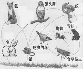 下图是草原生态系统的食物网简图,据图回答下列问题:(1)进入生态系统的总能量是植物通过作用固定的太阳能。此过程将太阳能转化成为贮存在中的能量。(2)图中所有生物 下图是草原生态系统的食物网简图,据图回答下列问题:(1)进入生态系统的总能量是植物通过作用固定的太阳能。此过程将太阳能转化成为贮存在中的能量。(2)图中所有生物