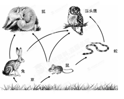 如图表示某生态系统中的食物网,下列有关叙述错误的是( )A.该食物网由5条食物链组成B.作为一个完整的生态系统,该图中缺少的成分是分解者C.如果有毒物质进入该食 如图表示某生态系统中的食物网,下列有关叙述错误的是( )A.该食物网由5条食物链组成B.作为一个完整的生态系统,该图中缺少的成分是分解者C.如果有毒物质进入该食