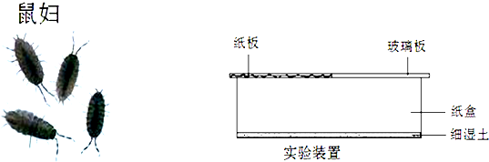 以下是某班同学设计的“探究影响鼠妇生活的环境因素”实验方案:在实验装置中央放入10只鼠妇,静置5分钟后,统计明亮和阴暗处的鼠妇数量.下表是全班八个小组实验结果: 魔方格
