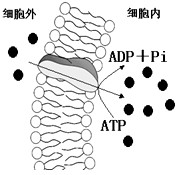 下图表示某生物膜结构,图中A、B、C、D、E、F分别表示某些物质,a、b、c、d表示物质跨膜运输方式。请据图回答:(1)若该生物 下图表示某生物膜结构,图中A、B、C、D、E、F分别表示某些物质,a、b、c、d表示物质跨膜运输方式。请据图回答:(1)若该生物