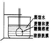 如下图所示的实验装置,玻璃槽中是蒸馏水,半透膜不允许大于单糖的分子透过。倒置的长颈漏斗中先装入蔗糖溶液,一定时间后再加入蔗糖酶。最可能的实验现象是 如下图所示的实验装置,玻璃槽中是蒸馏水,半透膜不允许大于单糖的分子透过。倒置的长颈漏斗中先装入蔗糖溶液,一定时间后再加入蔗糖酶。最可能的实验现象是