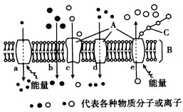 下图为物质出入细胞膜的不同方式,请据图回答:(1)A代表________分子;B代表________;C代表________。( 下图为物质出入细胞膜的不同方式,请据图回答:(1)A代表________分子;B代表________;C代表________。(