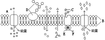 下图表示某生物膜结构,图中A、B、C、D、E、F分别表示某些物质,a、b、c、d表示物质跨膜运输方式。请据图回答:(1)若该生物 下图表示某生物膜结构,图中A、B、C、D、E、F分别表示某些物质,a、b、c、d表示物质跨膜运输方式。请据图回答:(1)若该生物