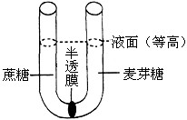 如下图所示U形管中间被一种允许水分子通过而单糖、二糖不能透过的半透膜隔开,现在两侧分别加入0.1mol/L的蔗糖溶液和麦芽糖溶液,一段时间后左右两侧液面高 如下图所示U形管中间被一种允许水分子通过而单糖、二糖不能透过的半透膜隔开,现在两侧分别加入0.1mol/L的蔗糖溶液和麦芽糖溶液,一段时间后左右两侧液面高