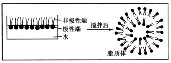 脂质体是根据磷脂分子可在水中形成稳定的脂质双层膜的原理而制备的人工膜。单层脂分子铺展在水面上时,极性端(亲水)与非极性端(疏水)排列是不同的,搅拌后 脂质体是根据磷脂分子可在水中形成稳定的脂质双层膜的原理而制备的人工膜。单层脂分子铺展在水面上时,极性端(亲水)与非极性端(疏水)排列是不同的,搅拌后