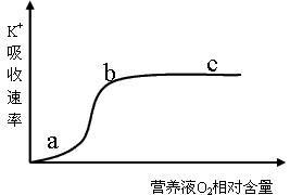在适宜温度下,采用完全营养液培养黄瓜幼苗,研究营养液中氧含量变化对K+吸收速率的影响。实验结果如下图,分析并回答下列问题。(1)黄瓜幼苗根系细胞 在适宜温度下,采用完全营养液培养黄瓜幼苗,研究营养液中氧含量变化对K+吸收速率的影响。实验结果如下图,分析并回答下列问题。(1)黄瓜幼苗根系细胞