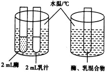 如下图所示的实验装置用于研究温度对凝乳酶催化乳汁凝固的影响。先将酶和乳汁分别装入2支试管中,再将2支试管放入同一水浴(温度用℃表示)环境中持续15m 如下图所示的实验装置用于研究温度对凝乳酶催化乳汁凝固的影响。先将酶和乳汁分别装入2支试管中,再将2支试管放入同一水浴(温度用℃表示)环境中持续15m
